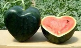 网红吃瓜八卦图片,揭秘娱乐圈幕后真相